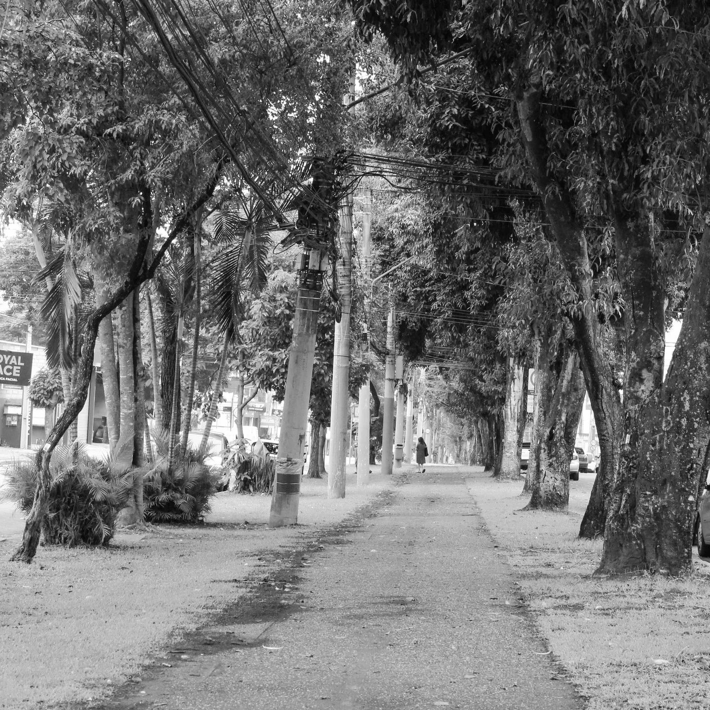 Alameda com árvores, bancos e pessoas ao fundo, em preto e branco.